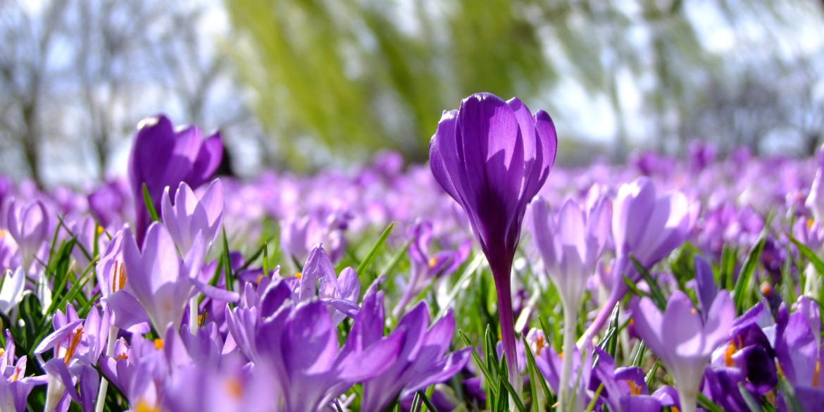 Krokusse auf Wiese