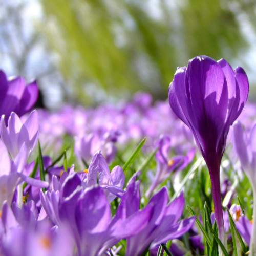 Krokusse auf Wiese