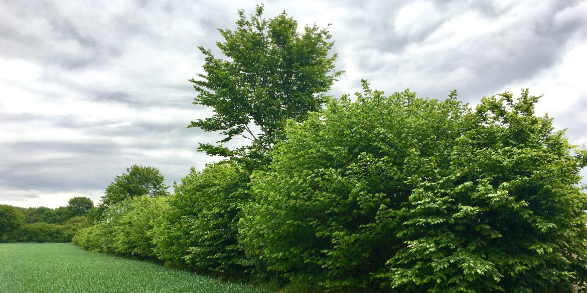 Knick an einem Feld