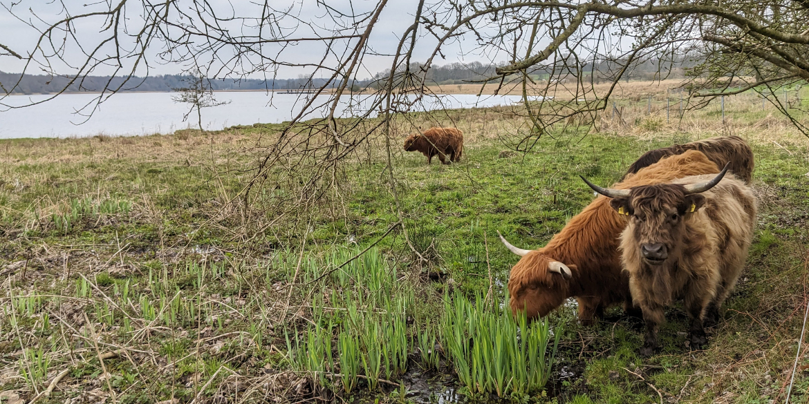 Hochlandrinder an der Schlei