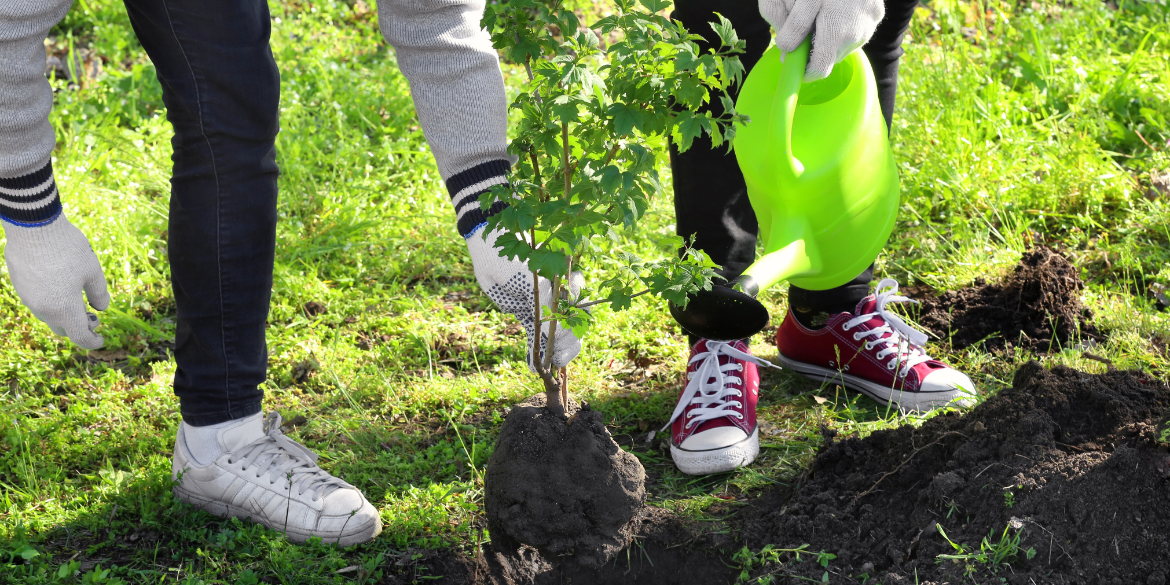Zwei junge Leute pflanzen einen Baum