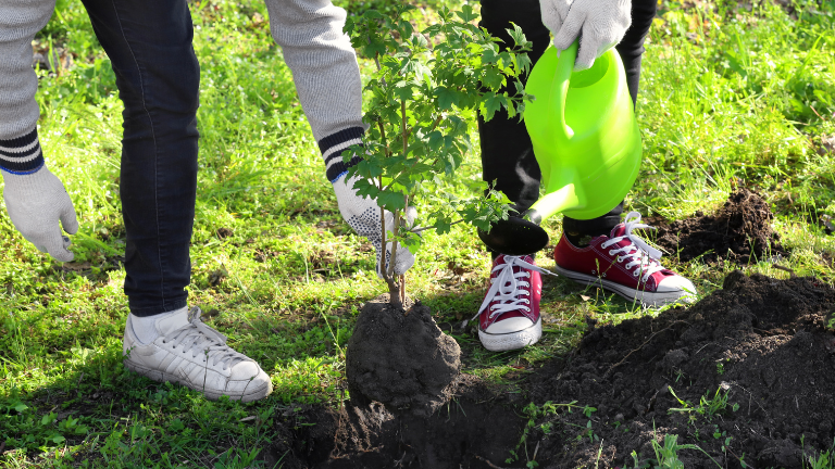 Zwei junge Leute pflanzen einen Baum