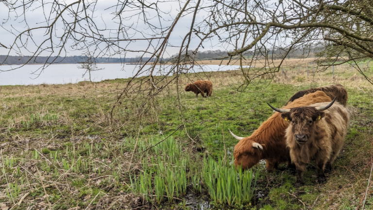 Hochlandrinder an der Schlei