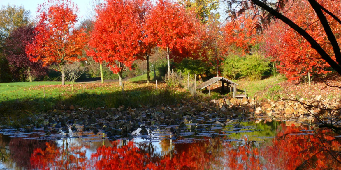 Leuchtend rote Herbstbäume am Teich im Arboretum Ellerhoop