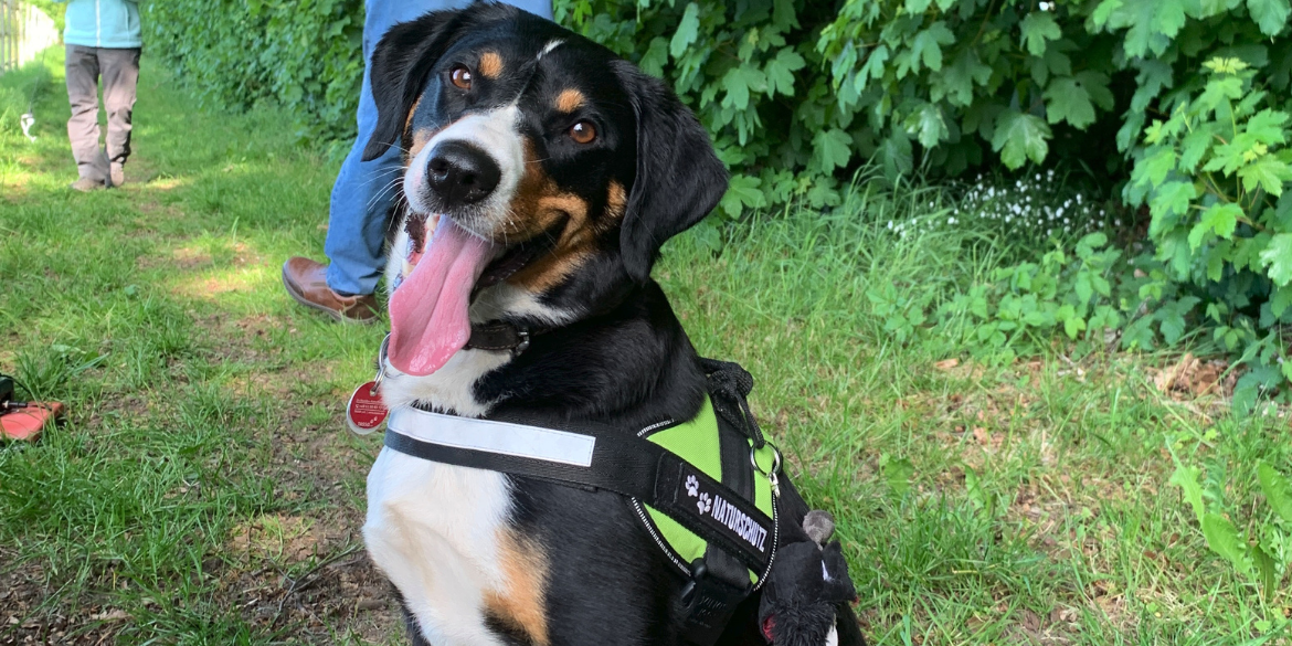 Hund mit Geschirr mit Aufschrift "Naturschutz"