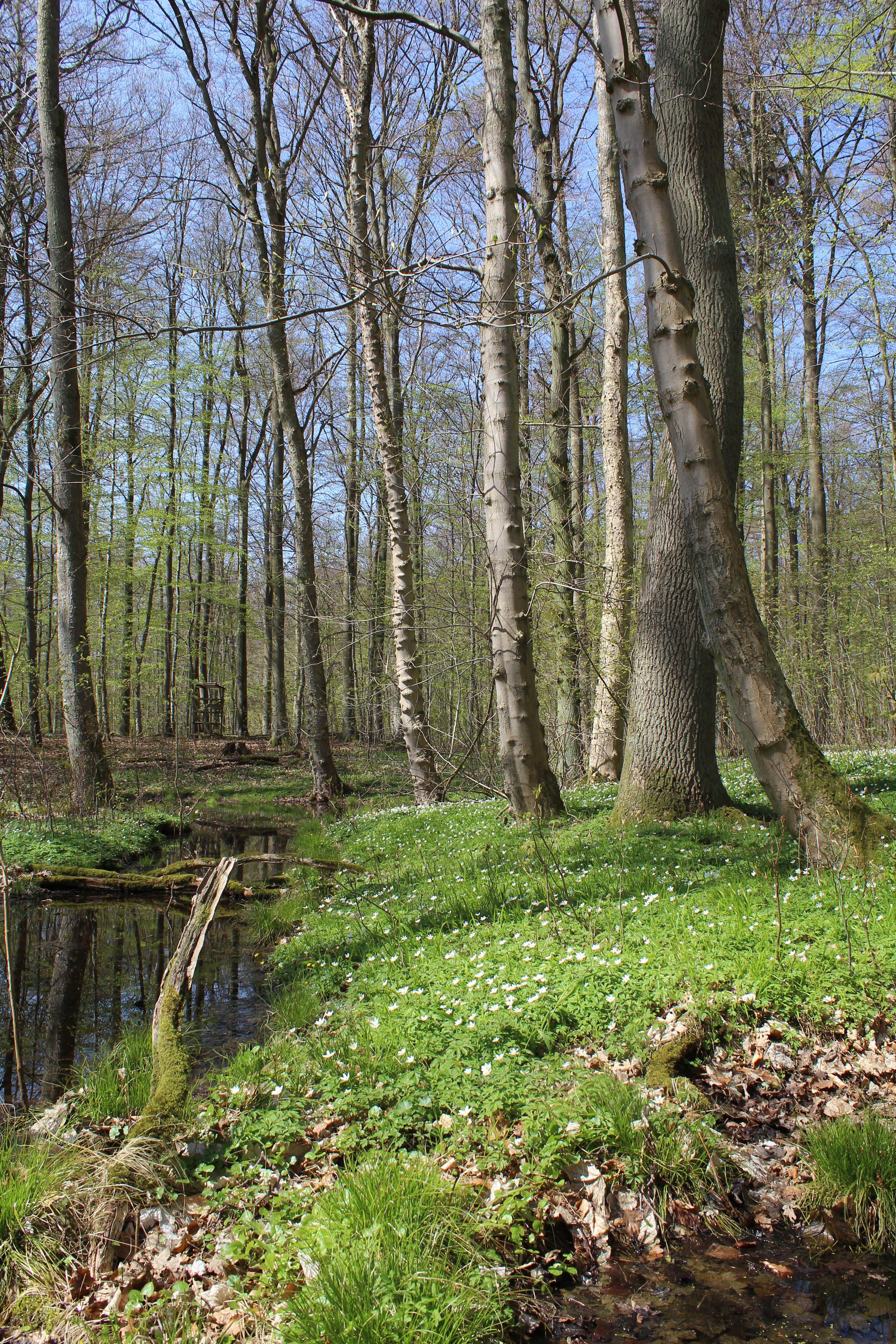 Bauernwald in Schleswig-Holstein
