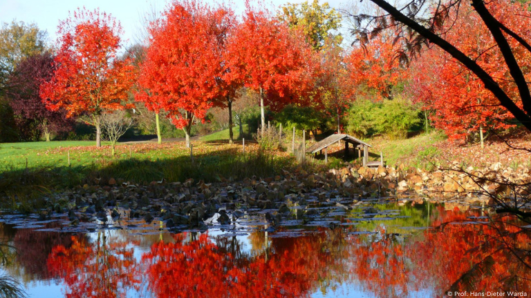Leuchtend rote Herbstbäume am Teich im Arboretum Ellerhoop