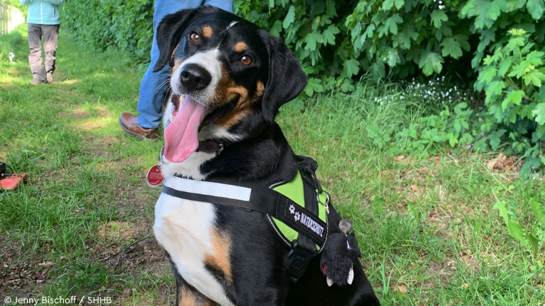 Hund mit Geschirr mit Aufschrift "Naturschutz"