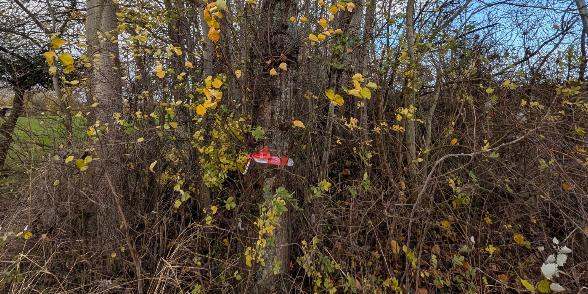 Markierter Baum im Knick