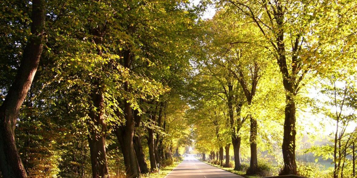 Chaussee im Sommer