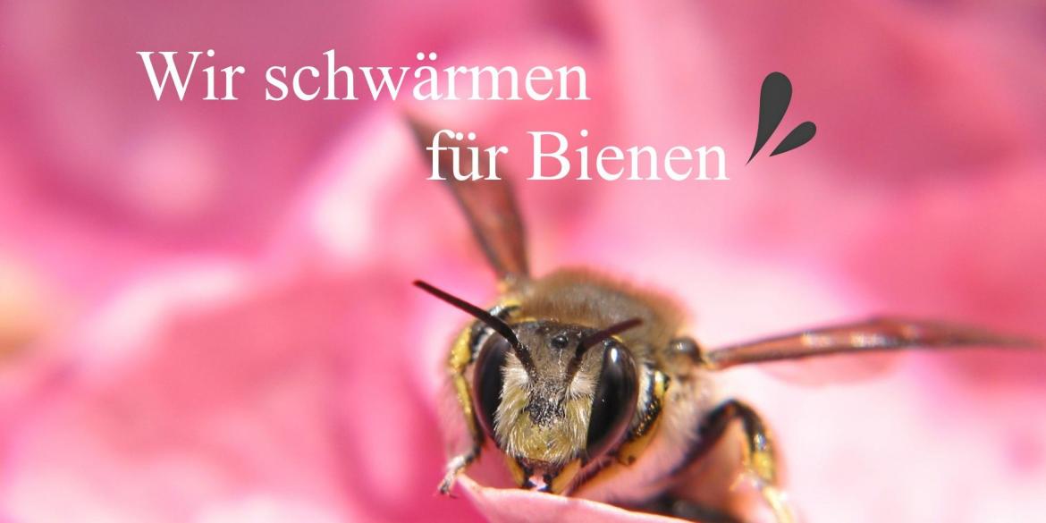 Nahaufnahme von Biene auf pinker Blüte