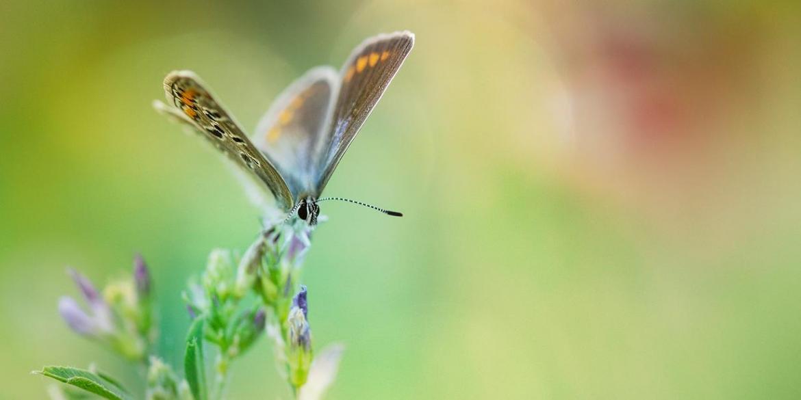 Schmetterling auf Blüte