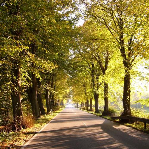 Chaussee im Sommer