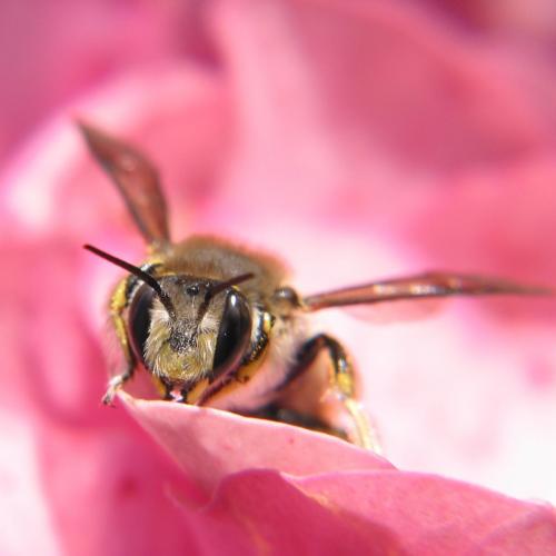Nahaufnahme von Biene auf pinker Blüte