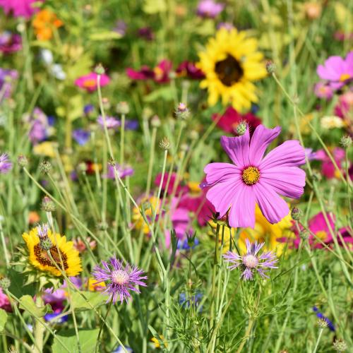 Blumenwiese mit vielen verschiedenen Blüten