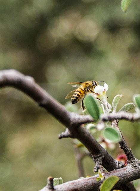 Biene fliegt auf Blüte